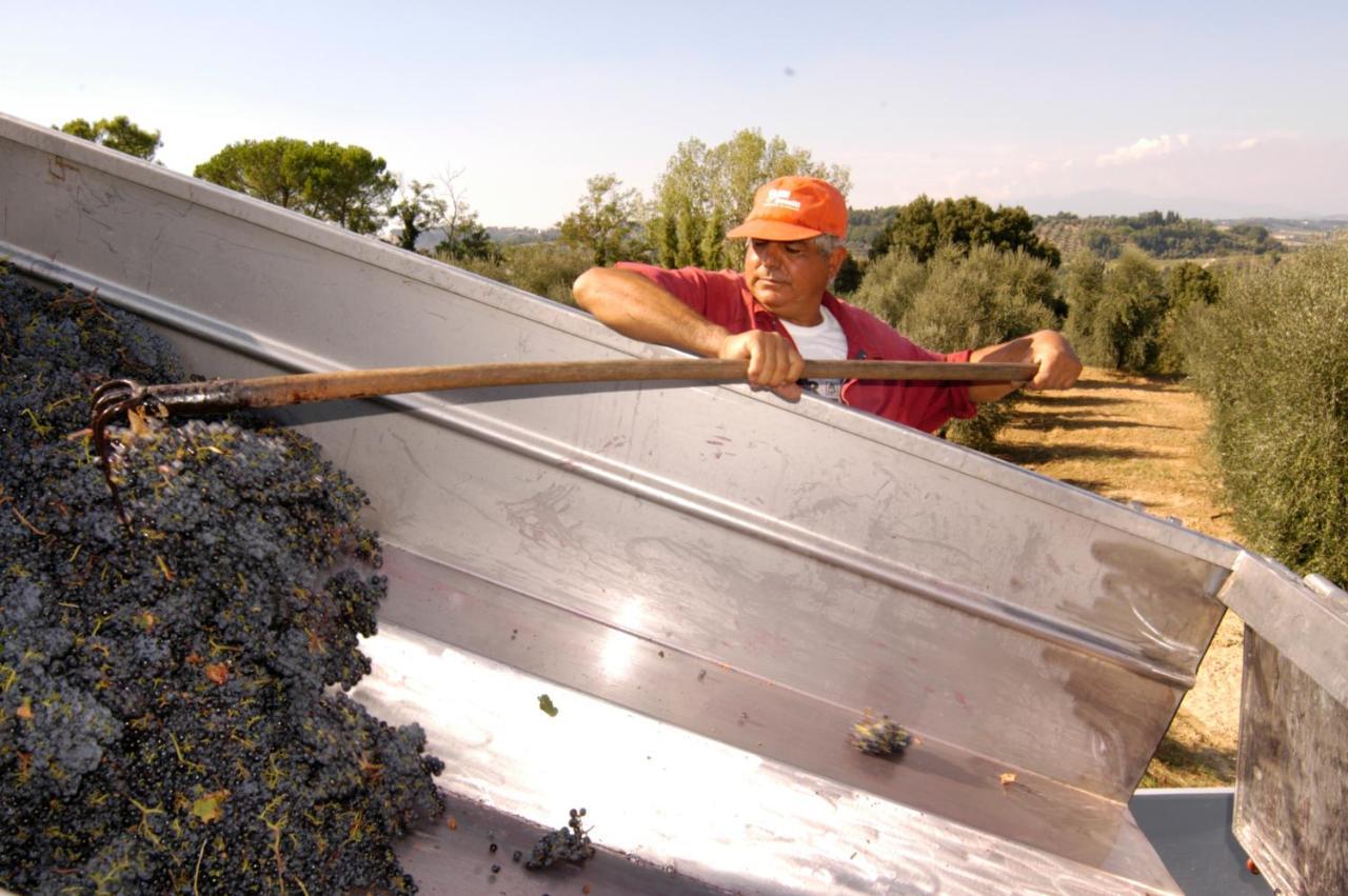 Agriturismo Il Selvino Terricciola Екстериор снимка