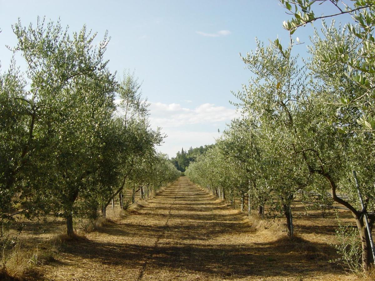 Agriturismo Il Selvino Terricciola Екстериор снимка